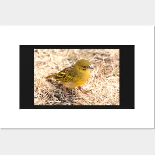 Yellow-fronted Canary, Serengeti National Park, Tanzania Posters and Art